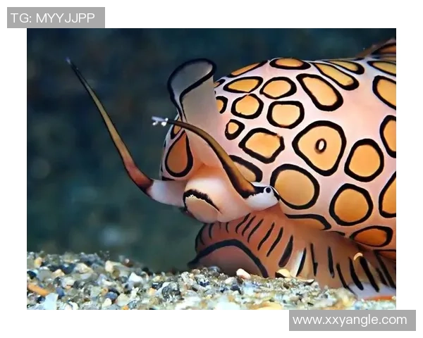 足球明星在水果海洋中尽情享受健康生活的奇妙时刻 足球明星在水果海洋中尽情享受健康生活的奇妙时刻